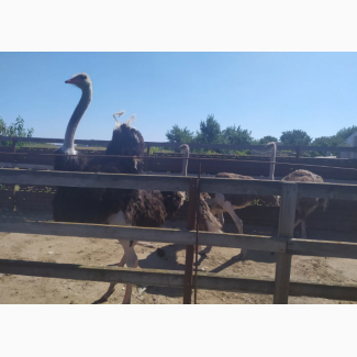 Продам страусы