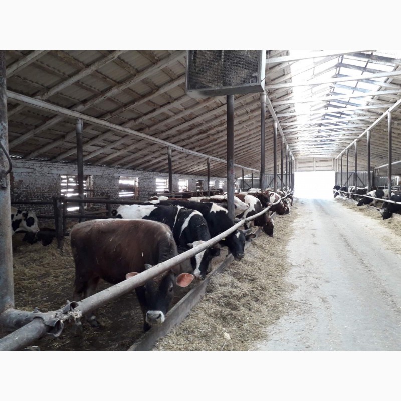 Фото 13. Продам быков, коров, телок, нетелей, тельных коров