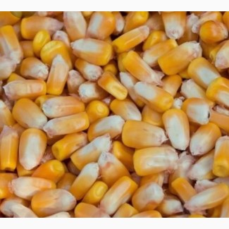 КУПЛЮ кукурузу фуражную, в Алматинской области, влага не более 12%