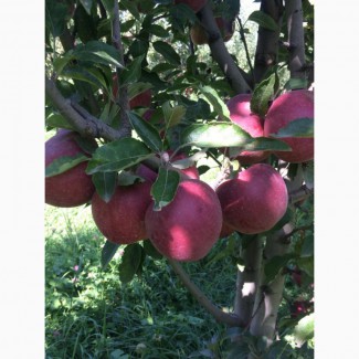 Яблоки оптом. Урожай 2019 года
