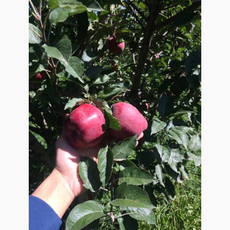Фото 2. Яблоки оптом. Урожай 2019 года