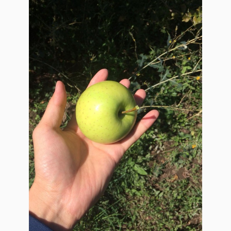 Фото 3. Яблоки оптом. Урожай 2019 года