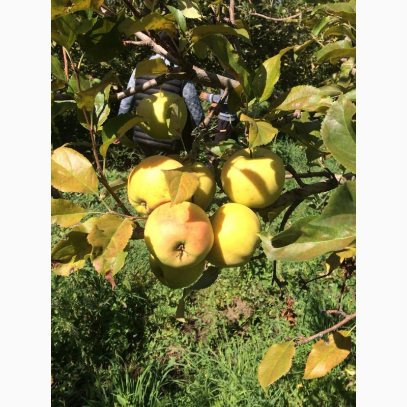 Фото 4. Яблоки оптом. Урожай 2019 года