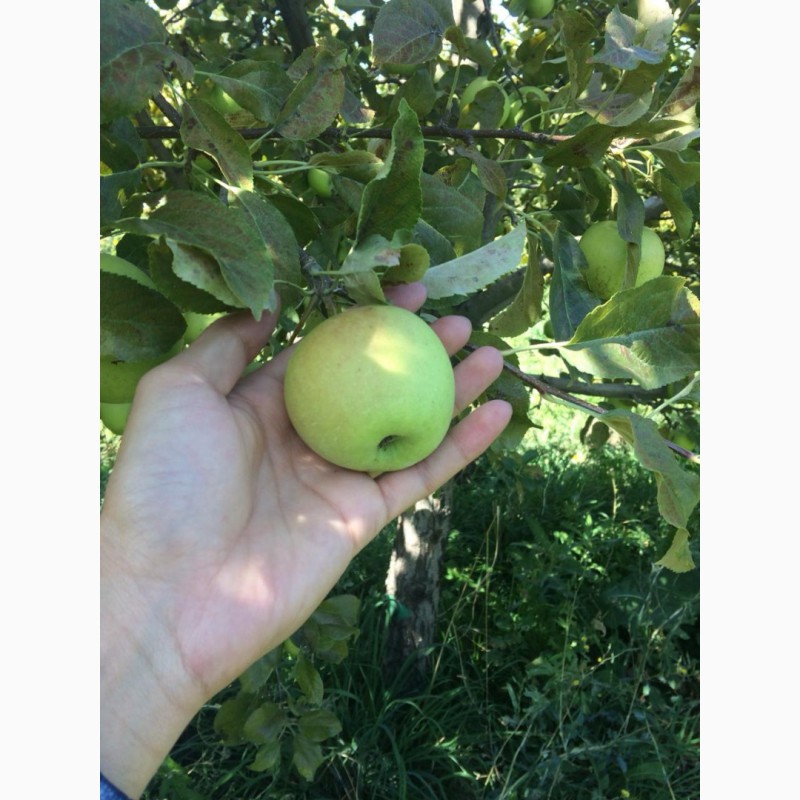 Фото 5. Яблоки оптом. Урожай 2019 года