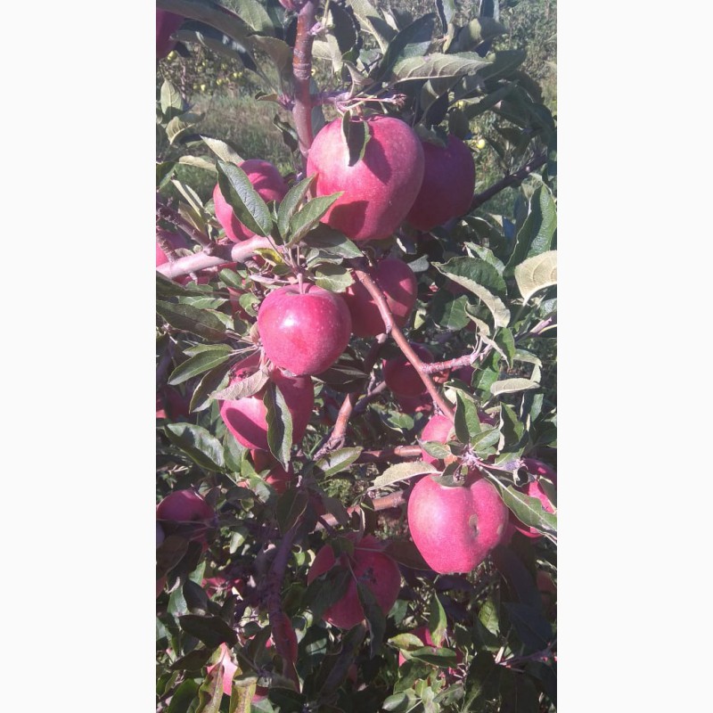 Фото 6. Яблоки оптом. Урожай 2019 года