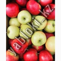 Оптовая продажа яблок