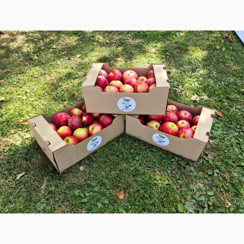 Фото 3. Продаем яблоки апорт