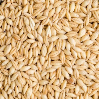 Ячмень фуражный (Feed barley)