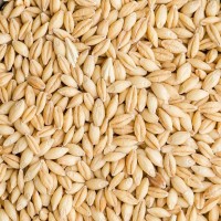 Ячмень фуражный (Feed barley)