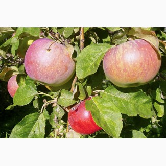 Яблоки калиброванные-Апорт оптом со склада