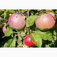 Яблоки калиброванные-Апорт оптом со склада