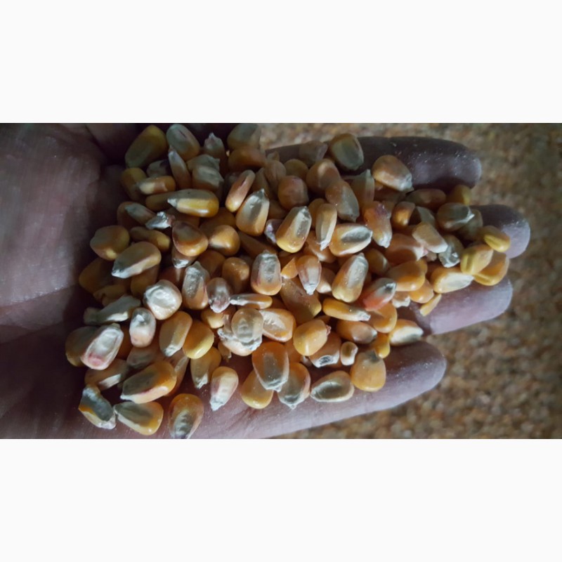 Зерно после очистки. Кормовая кукуруза. Казахстан кукуруза. Сколько стоит кукуруза в зерне 1 тонна.