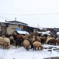 Продам Торгайских молодых, жирных баранов, также овцематки скотные