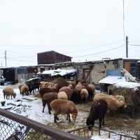 Продам Торгайских молодых, жирных баранов, также овцематки скотные