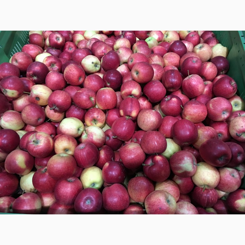 Фото 3. Продам яблоки сорта Гала и Рэд чиф