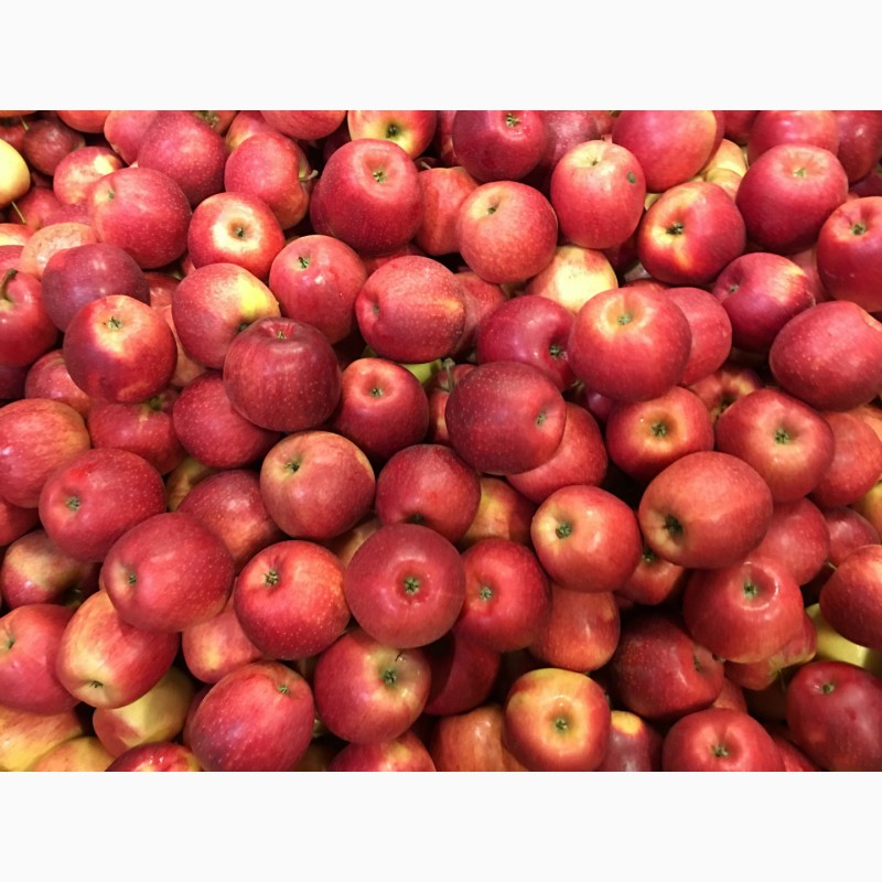 Фото 4. Продам яблоки сорта Гала и Рэд чиф