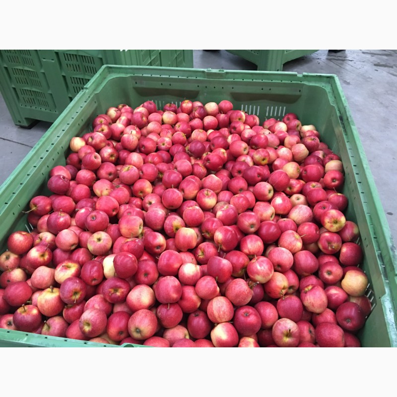 Фото 5. Продам яблоки сорта Гала и Рэд чиф