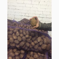 Продаю картофель беларуский