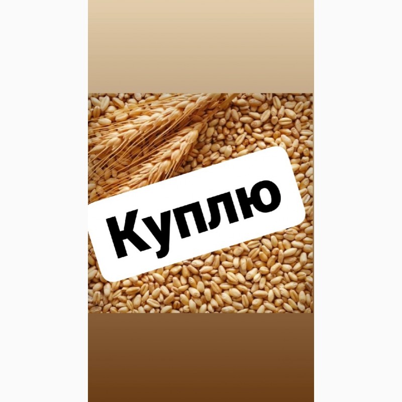 Зерно (пшеница) — Agro-Kazakhstan