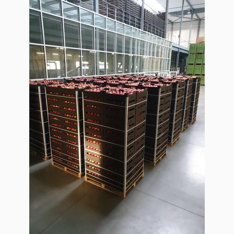 Продаём Яблоки европейских сортов отличное качество и приемлимые цены
