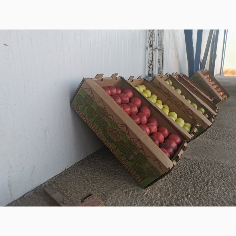 Фото 3. Продам яблоки местные Казахстан