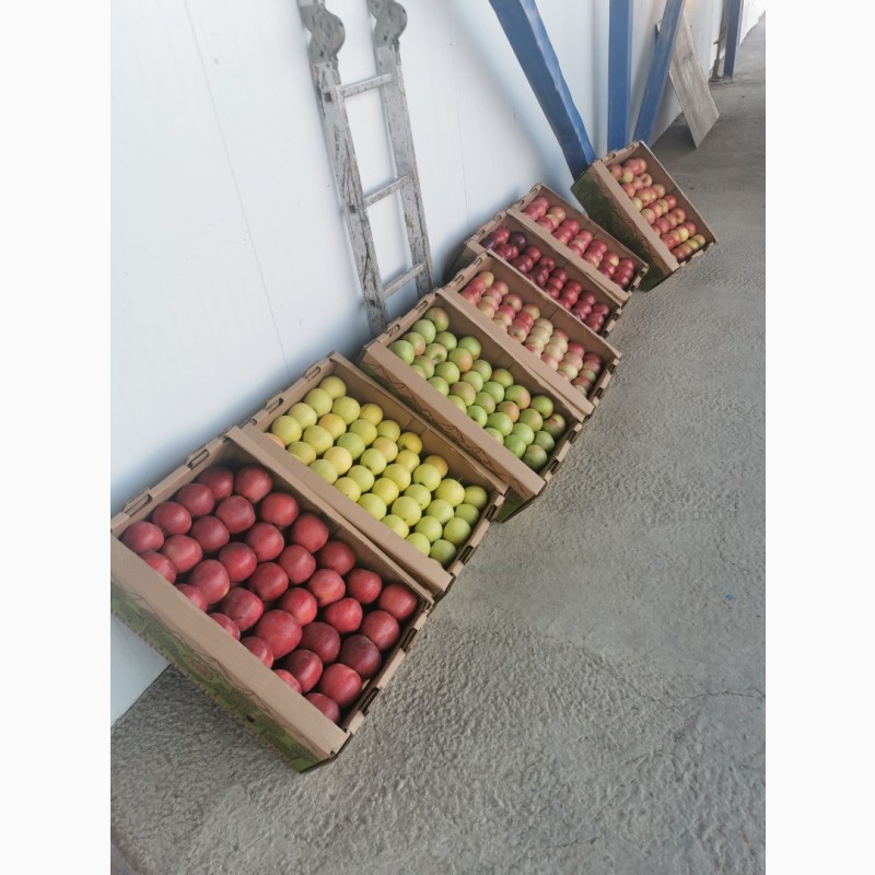 Фото 4. Продам яблоки местные Казахстан