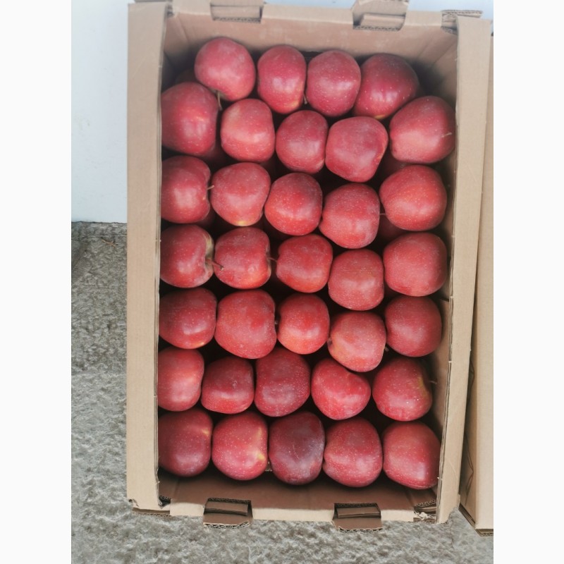 Фото 5. Продам яблоки местные Казахстан