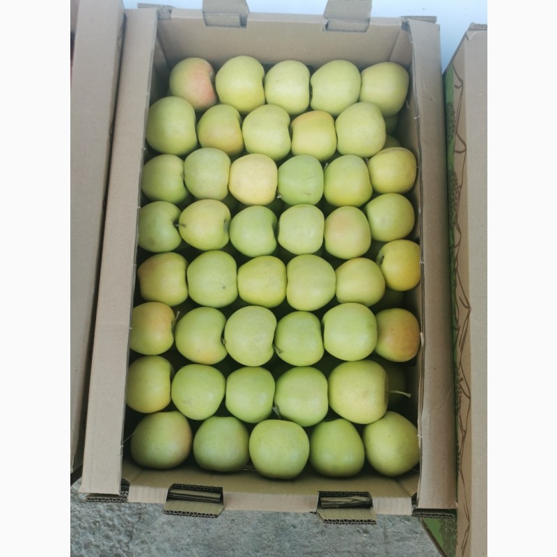 Фото 6. Продам яблоки местные Казахстан