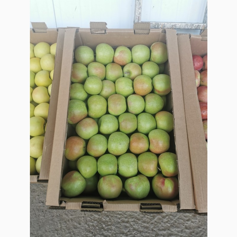 Фото 7. Продам яблоки местные Казахстан