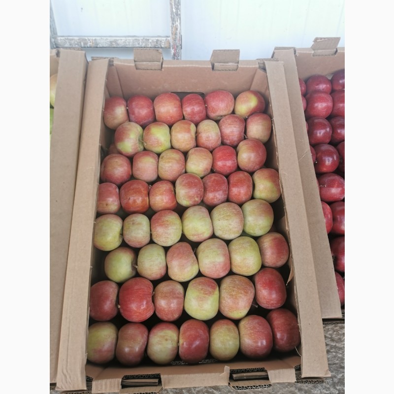 Фото 8. Продам яблоки местные Казахстан