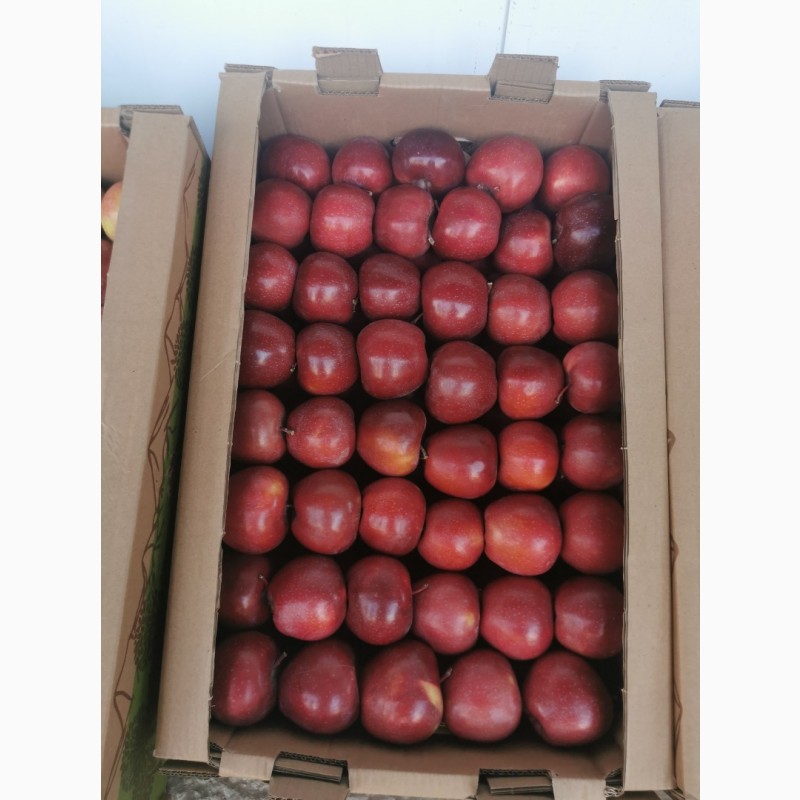 Фото 9. Продам яблоки местные Казахстан