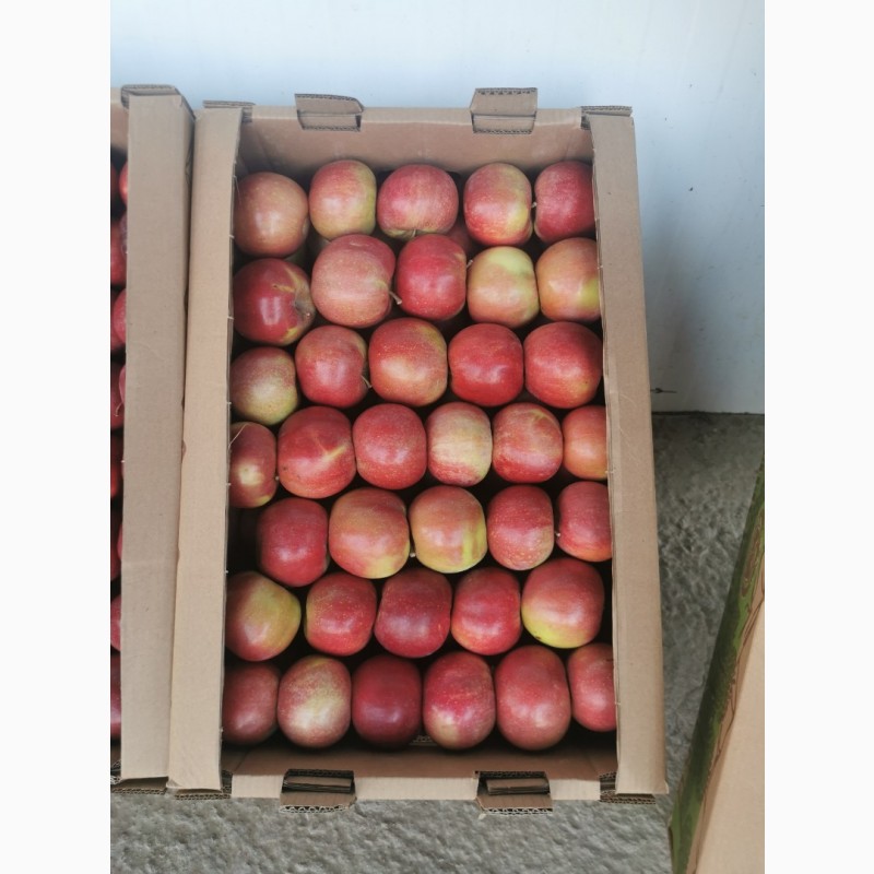 Фото 10. Продам яблоки местные Казахстан