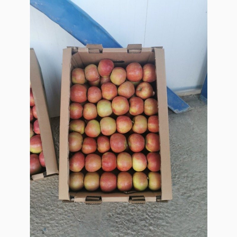 Фото 11. Продам яблоки местные Казахстан