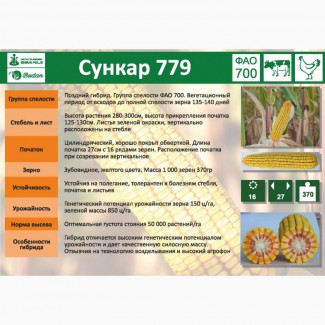 Семена кукурузы Сункар-779