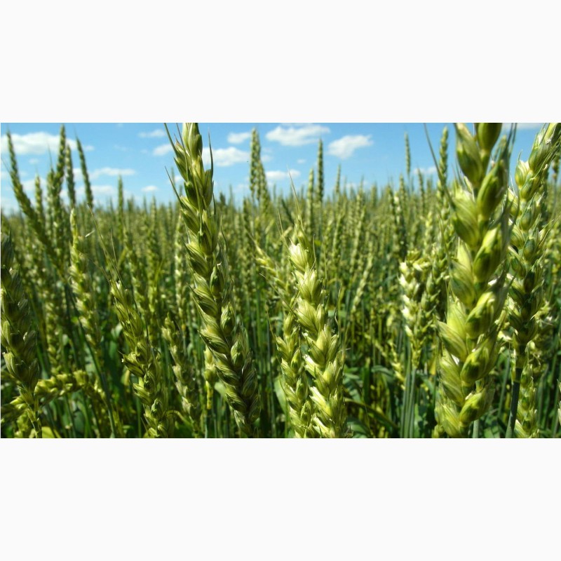  яровой пшеницы Ликамеро — Agro-Kazakhstan