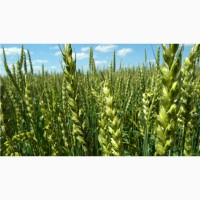Семена яровой пшеницы Ликамеро