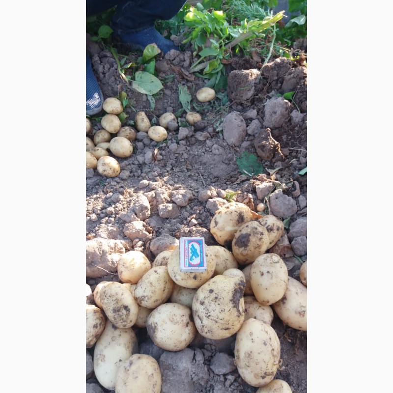 Фото 2. Продается картошка 2019 урожая оговаривается на прямую с праизвадителем