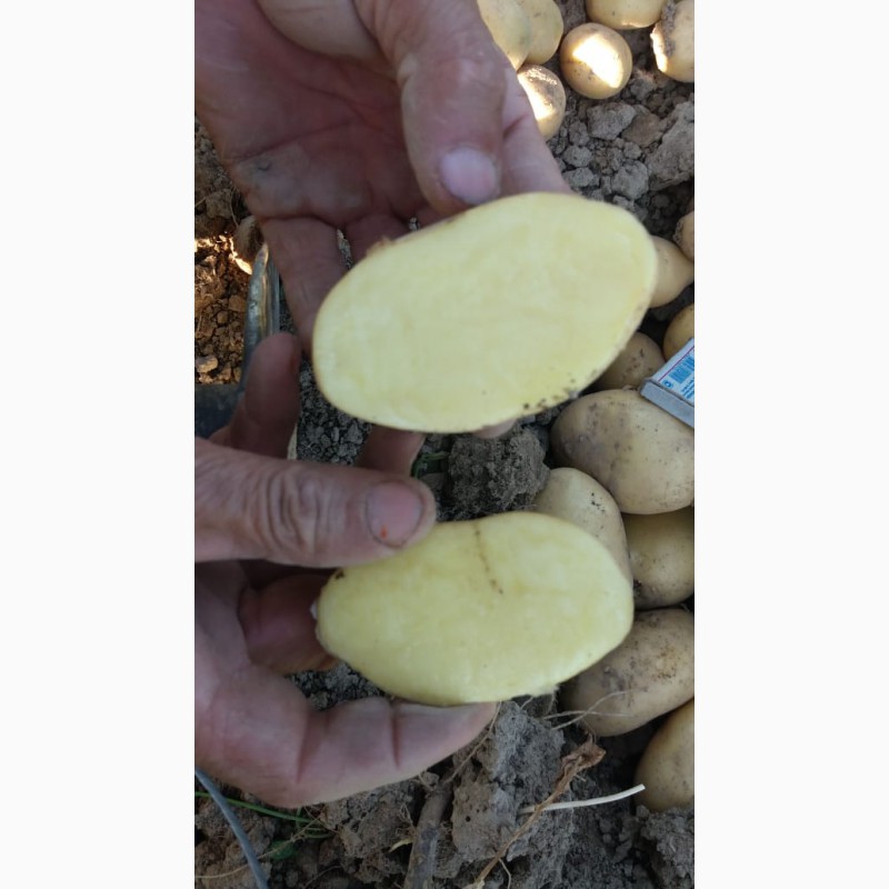Фото 3. Продается картошка 2019 урожая оговаривается на прямую с праизвадителем