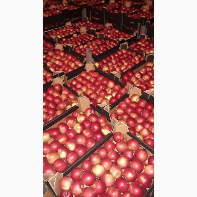 Фото 2. Польское яблоко.Oптовые поставки яблок из Польши