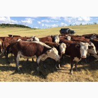 Казахская белоголовая коровы бычки живым весом