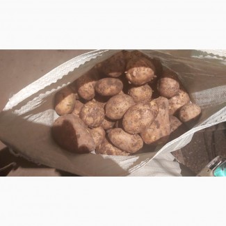 Продам картофель сорт Галла калибр от 4+ Павлодарская область