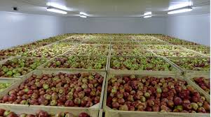 Фото 7. Любые польские яблоки, фрукты, овощи