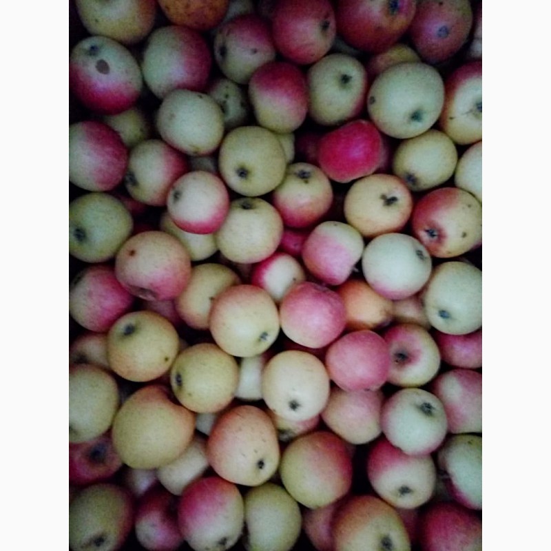 Фото 2. Отборные яблоки с садового хозяйства. Оптом. Супер предложение
