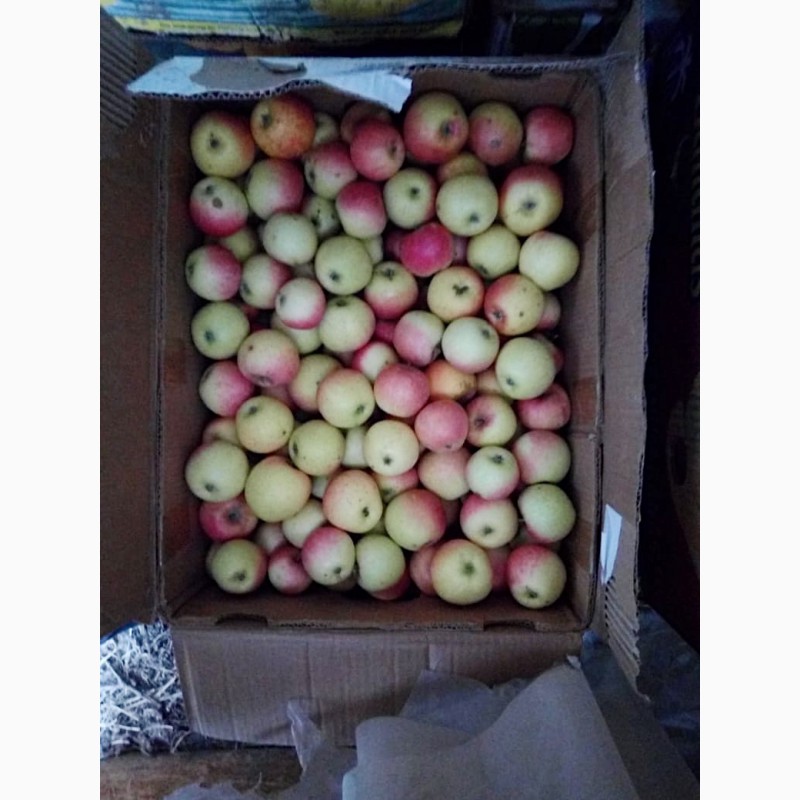 Фото 3. Отборные яблоки с садового хозяйства. Оптом. Супер предложение