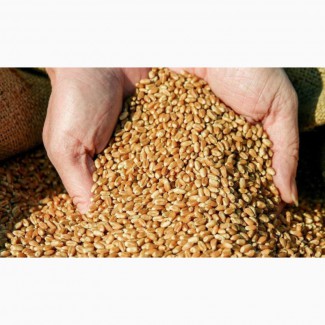 Продажа зерновых, зернобобовых и масличных культур, продуктов переработки, круп