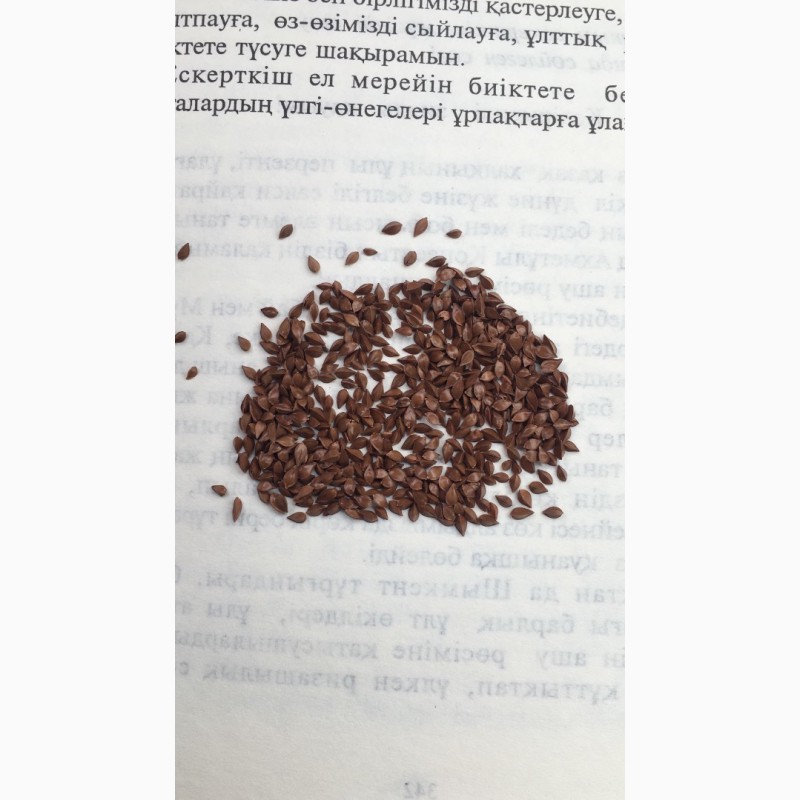 Румекс К-1 семена кормовых трав — Agro-Kazakhstan