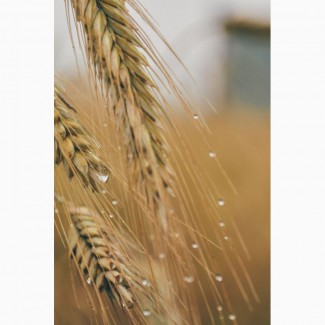 Внеклассная пшеница