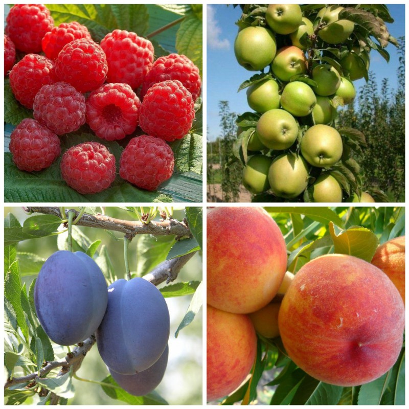 Фото 2. Саженцы плодово-ягодных культур в розницу и оптом из питомника