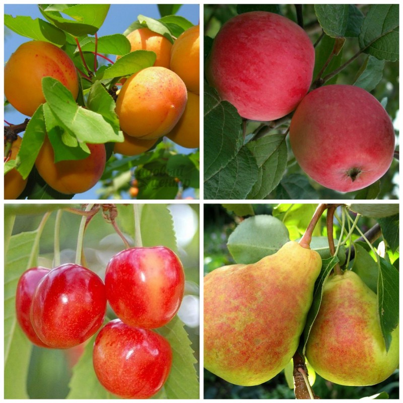 Фото 3. Саженцы плодово-ягодных культур в розницу и оптом из питомника
