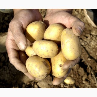 Оптом семенной картофель(Урожай 2018)